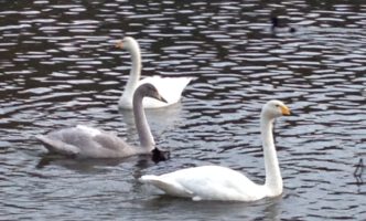 白鳥の飛来