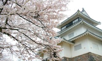 悠久山桜祭り