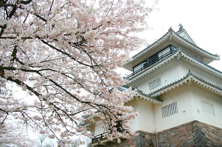 悠久山桜祭りイメージ