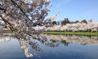 高田城百万人観桜会