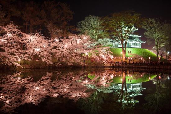 新潟県内の桜イメージ