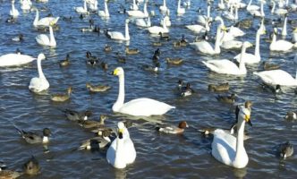 白鳥の渡来地、瓢湖