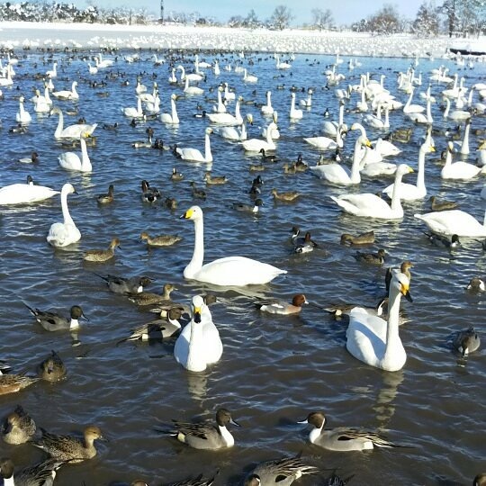 白鳥の渡来地、瓢湖イメージ