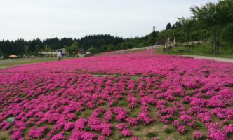 花と緑と雪の里の芝桜