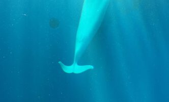 上越市立水族博物館「うみがたり」