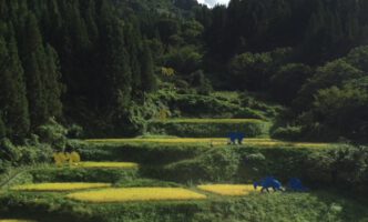 棚田の風景