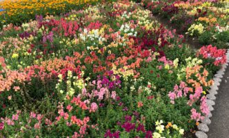 千秋が原ふるさとの森　花の広場