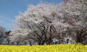 菜の花と桜の共演