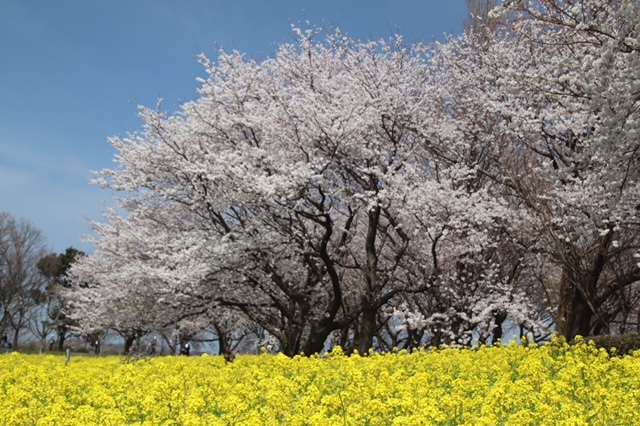 菜の花と桜の共演イメージ