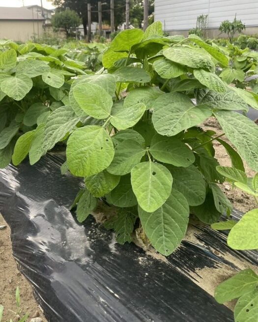 枝豆成長記第1弾！！イメージ