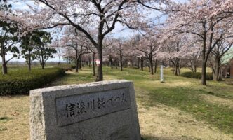 信濃川桜づつみ