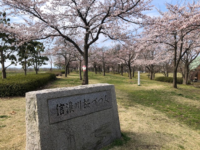 信濃川桜づつみイメージ